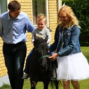 Anden særlig race Mini [tricks pony]