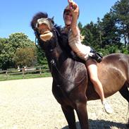 Koldblodstraver Don Diego De la Vega