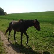 New Forest Haugaard's Surprise