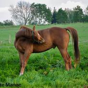 Anden særlig race Martini - Ejes af BGE