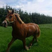 Welsh Cob (sec D) Queenie