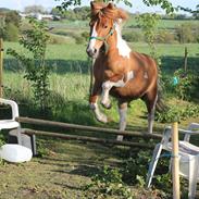 Irish Cob Crossbreed Pippi