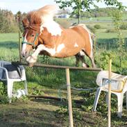 Irish Cob Crossbreed Pippi