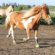 Irish Cob Crossbreed Pippi