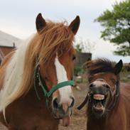 Irish Cob Crossbreed Pippi