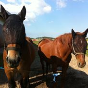 Belgier Epok af Bomlund