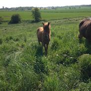 Anden særlig race Viki Holm <3