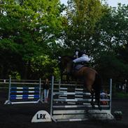 Dansk Varmblod RTS - Contreau