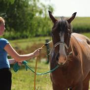 Anden særlig race Pedro El Valentino