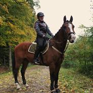 Anden særlig race Pedro El Valentino