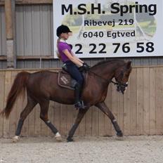 New Forest Koedijks Milano *Låner*