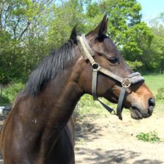Dansk Varmblod Nygaards Michado