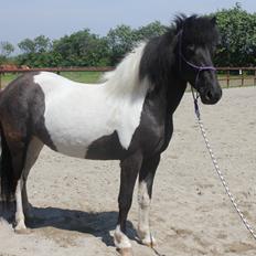 Islænder LÓA fra VINDBYHOLT