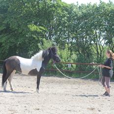 Islænder LÓA fra VINDBYHOLT