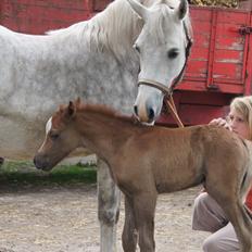 Welsh Pony (sec B) Bjerregårds Sir Connery