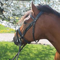 New Forest Kjølens fabel