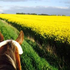 Knabstrupper Friis' Signe