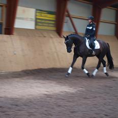 Dansk Varmblod Bulig´s Lerado