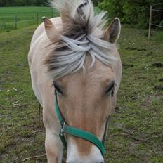 Fjordhest | Fila † |