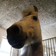 Anden særlig race Herkules *Elevpony*