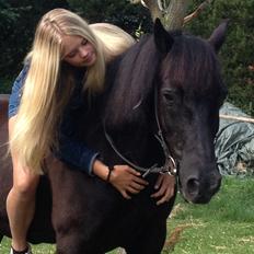 Welsh Cob (sec D) Taffy dorthealyst