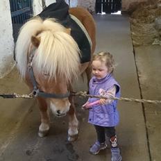 Shetlænder Frederik