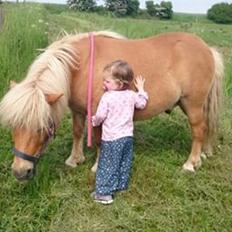 Shetlænder Frederik