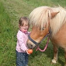 Shetlænder Frederik