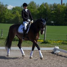 Hollandsk Varmblod Annika