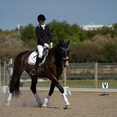 Hollandsk Varmblod Annika