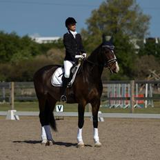 Hollandsk Varmblod Annika