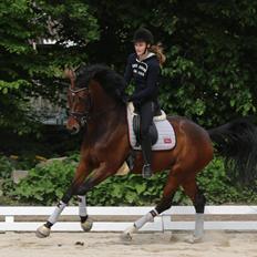 Dansk Varmblod Gørklintgårds Gaia