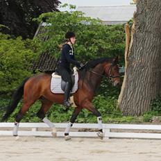 Dansk Varmblod Gørklintgårds Gaia