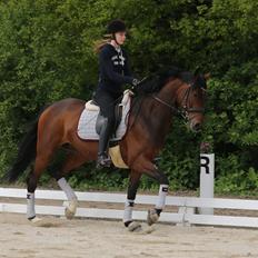 Dansk Varmblod Gørklintgårds Gaia