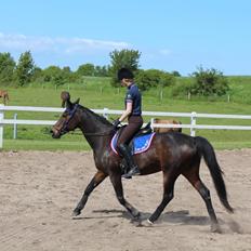 Dansk Varmblod Lady (gaga) 