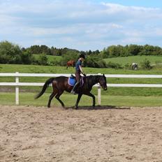 Dansk Varmblod Lady (gaga) 