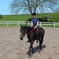 Dansk Varmblod Lady (gaga) 