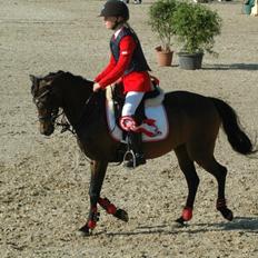 Welsh Pony (sec B) Bjerregaards Katja (Damp-Åse)
