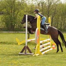 Welsh Pony (sec B) Bjerregaards Katja (Damp-Åse)