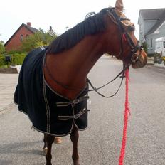 Anden særlig race Sussi en pony der betyder alt