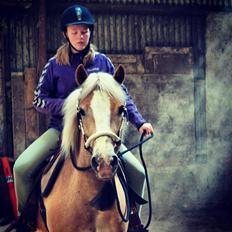 Haflinger Pegas Solgt