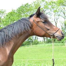 Arabisk fuldblod (OX) Casillas Cosh