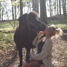 Shetlænder Constantin