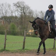 Dansk Varmblod Walodias Hope