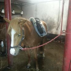 Anden særlig race Nice Surprice