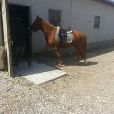 Anden særlig race Nice Surprice