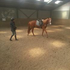 Anden særlig race Nice Surprice