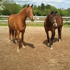 Arabisk fuldblod (OX) Cesanta