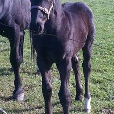 Oldenborg Sjamør Nyholm