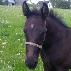 Oldenborg Sjamør Nyholm